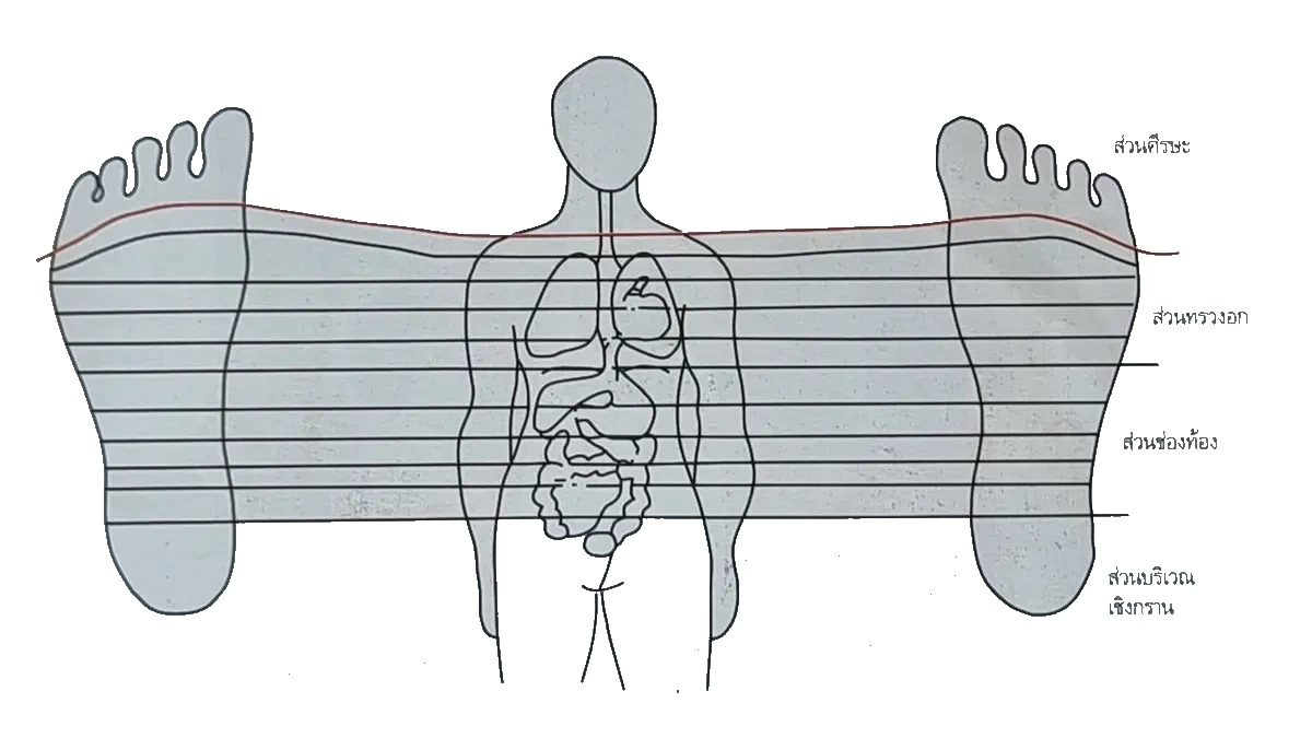 Energiezonen der Sen-Linien – Thailändische Fussreflexzonen-Grafik Darstellung der Sen-Energielinien im Körper für die Fussreflexzonenmassage